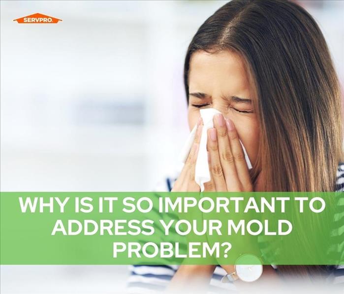 Address Your Mold Problem