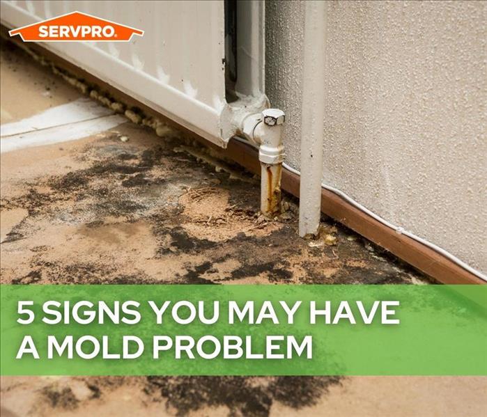 5 Signs You May Have a Mold Problem